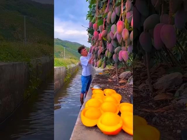 Chinese amazing mango fruit farming #shorts #short #youtubeshorts #shortvideo #tiktok #shortfeed