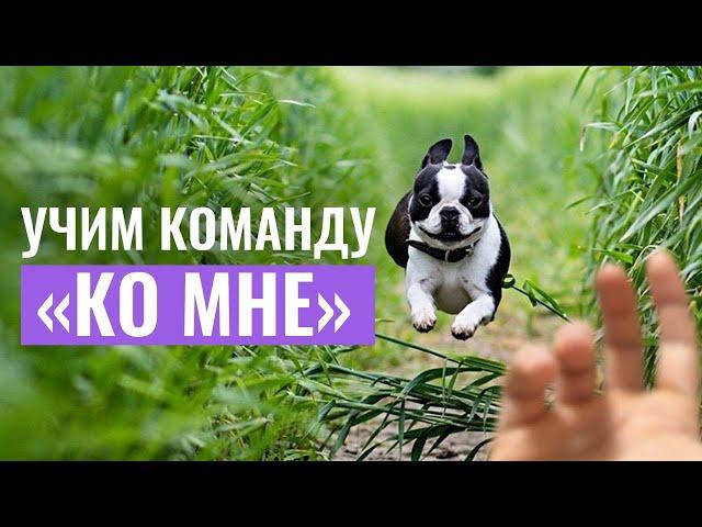 Как научить собаку команде «КО МНЕ»? Ошибки, которые мешают успешной дрессировке и как их избежать