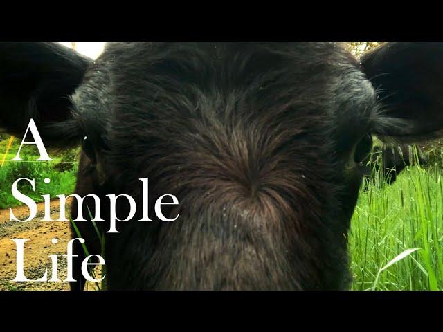 Cows and Calves update, Lowline Angus herd