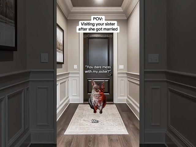 CAT MEMES Visiting your sister after she got married #catmemes #relatable #relationship