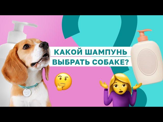 ПРАВДА О ШАМПУНЯХ ДЛЯ СОБАК! Какой шампунь купить своей собаке?