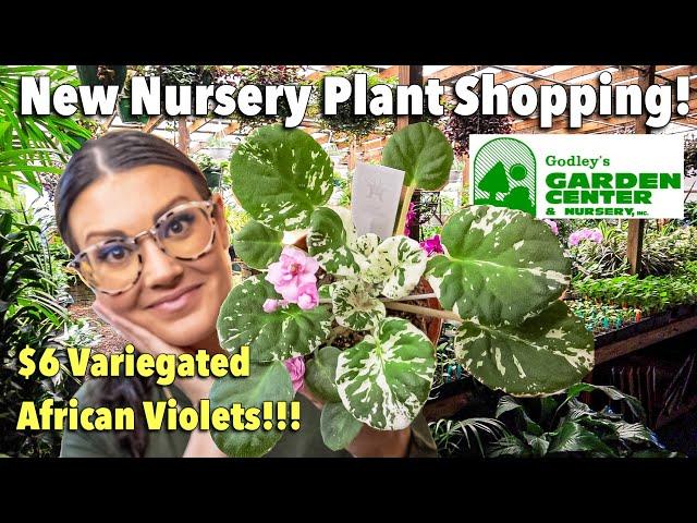 $6 Variegated African Violets! Plant Shopping At A Fantastic NEW Nursery! Plant Haul | Salisbury, NC