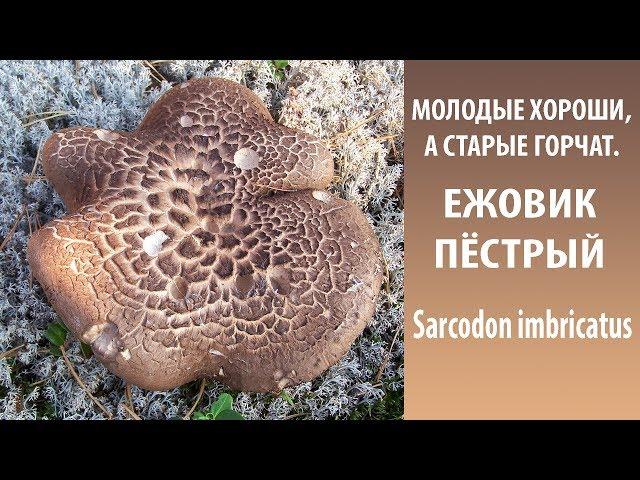 Молодые хороши, а старые горчат. ЕЖОВИК ПЁСТРЫЙ - Sarcodon imbricatus