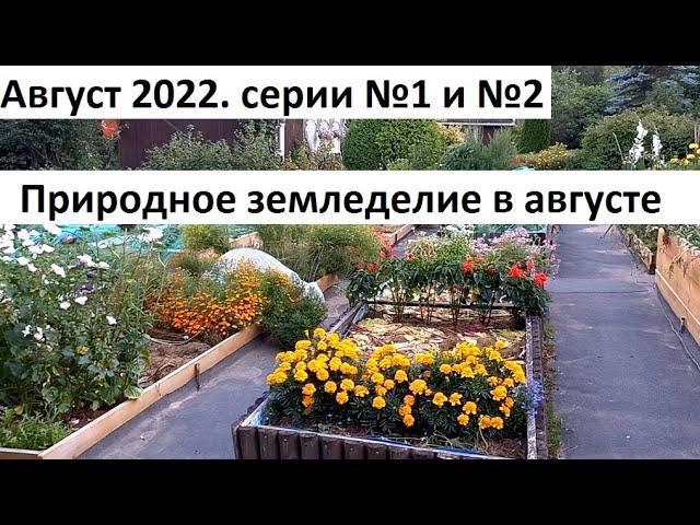 Август 2022 серии № 1 и №2. Черри по сортам. Урожай свеклы и ещё много дел в природном земледелии.