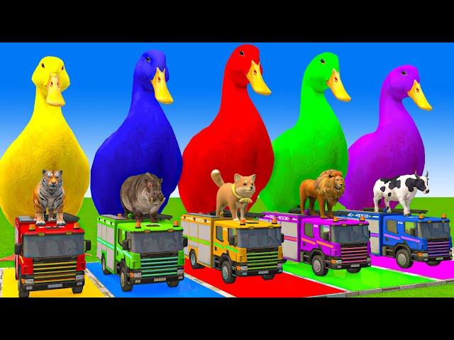 5 Giant Duck Cartoon,Cow,Mammoth,Dog,T-Rex,Lion,Tiger Paint Wild Animals Crossing Fountain Animation