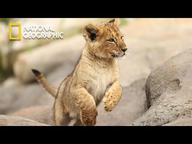 Cecil - The Legacy Of a King - Lion Pride Documentary | National Geographic Documentary 2023