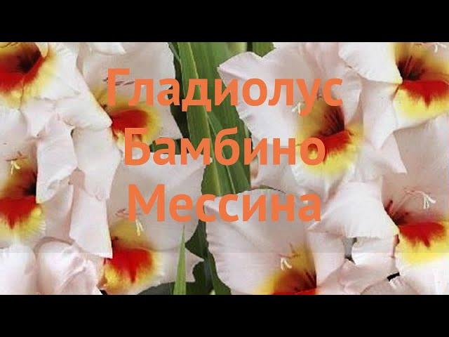 Гладиолус бамбино Мессина (gladiolus)  Мессина обзор: как сажать, луковицы гладиолуса Мессина