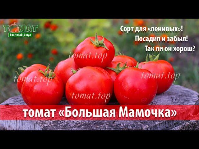 Томат Большая Мамочка. Обзор сорта Большая мамочка. Отзыв о томате Большая Мамочка от фирмы Гавриш