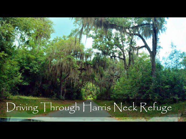 Driving Through Harris Neck National Refuge: Townsend, Georgia - 4K