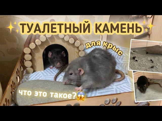 ТУАЛЕТНЫЙ КАМЕНЬ ДЛЯ КРЫС | НОВЫЙ МЕТОД ПРИУЧЕНИЯ КРЫС К ТУАЛЕТУ