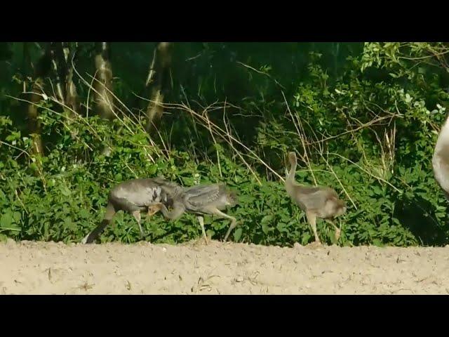 Młode żurawie się pokazały Nie bały się  ️Są dwa młode  Obserwacja , fotografia  Video 