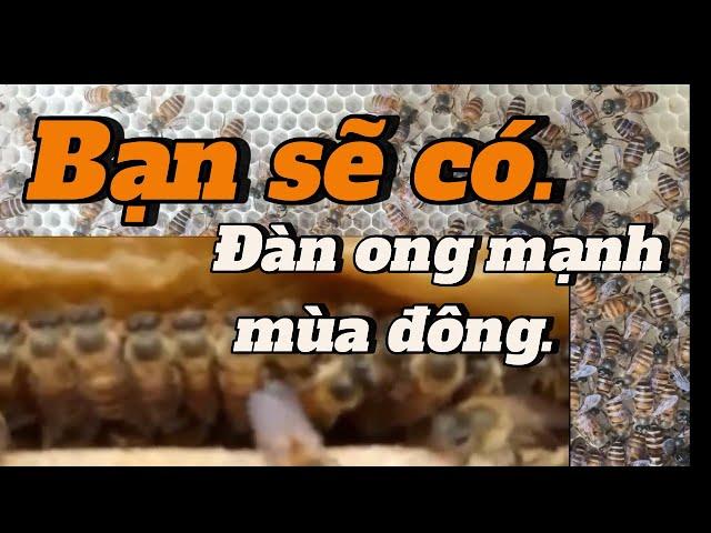 Bạn sẽ có đàn ong mạnh trong mùa đông