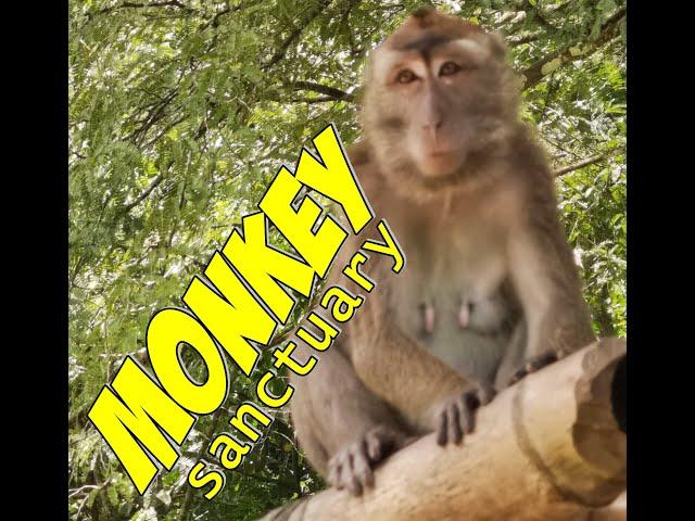 Santa Catalina, Negros Oriental Monkey Wildlife Sanctuary