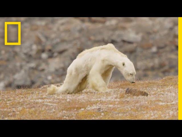 Heart-Wrenching Video: Starving Polar Bear on Iceless Land | National Geographic