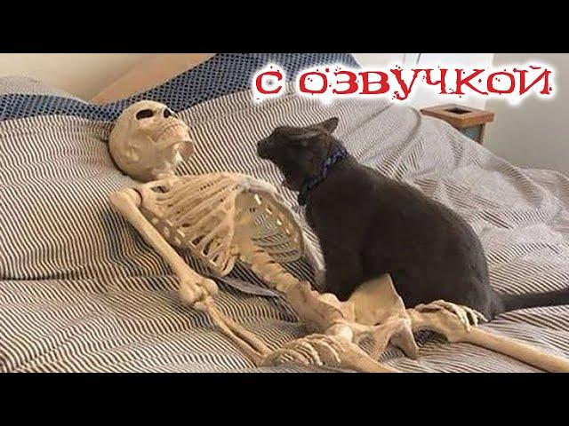 Приколы с котами с озвучкой! Смешные коты! Самые Смешные животные! Тест на психику!