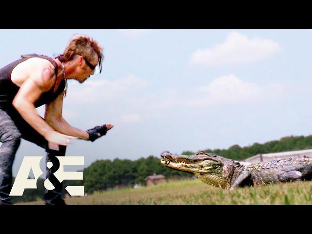 Billy the Exterminator: Grabbing GATORS | MEGA-Compilation | A&E