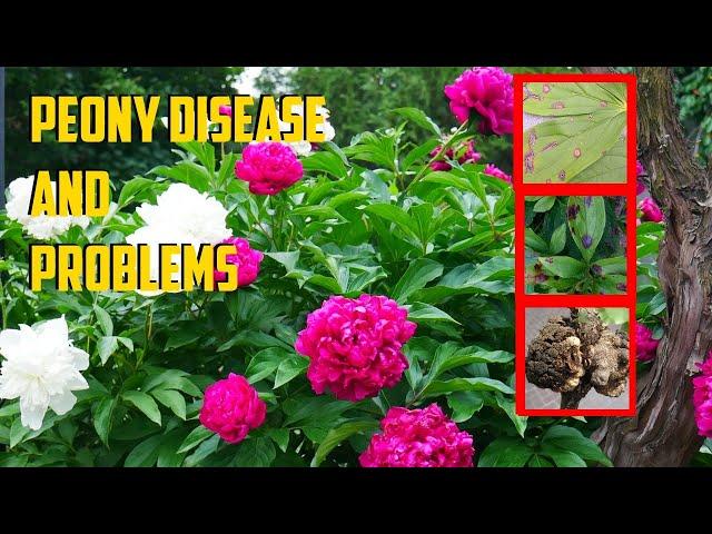 Peony Disease and Peony Problems