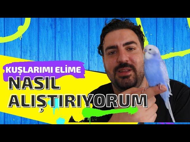 KUŞLARIMI  ELİME NASIL ALIŞTIRIYORUM  İŞTE TAKTİKLER 