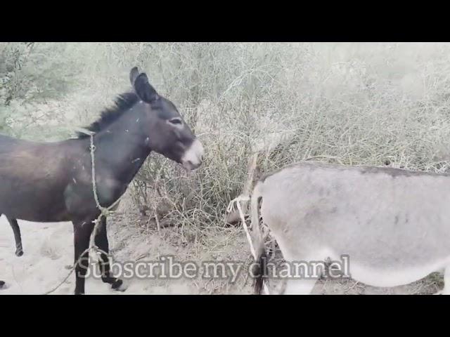 Black donkeys meeting like with white donkey#foryou #best