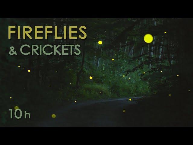 Fireflies & Crickets - Calming Nature Night Sounds & Sights for Sleep & Relaxation - 10 Hours