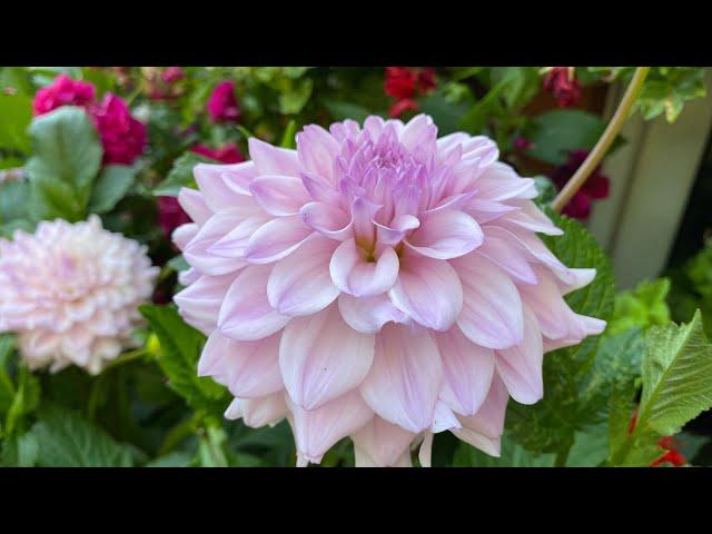 Dahlia from SEED - My Dahlia Seedling LONDON. Dahlias Grown From Seed  Жоржини для Мами