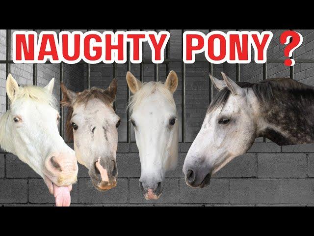 WHO IS THE NAUGHTIEST PONY? This Esme Ad