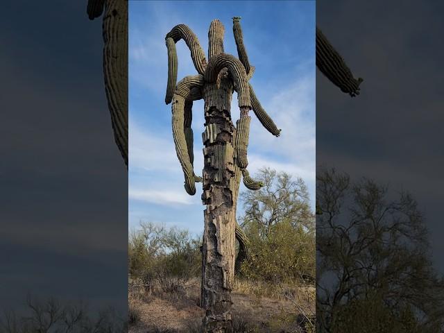 Craziest Saguaro  #sonorandesert #saguaro #cactus #shorts #fyp #nature #plants #desert #arizona