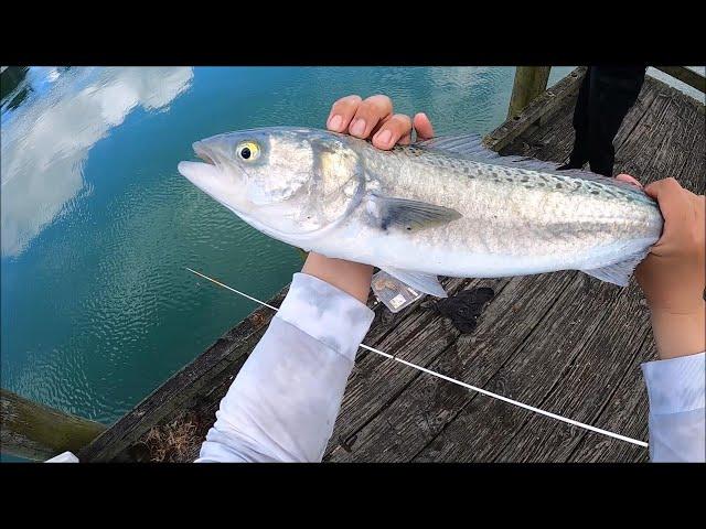 Tough fishing off the wharf - NZ Basic Fishing