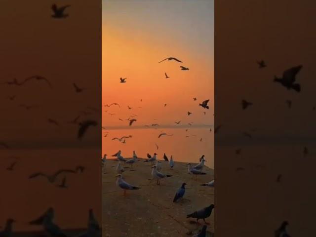 Save birds। Love birds। #shorts #viral #trending