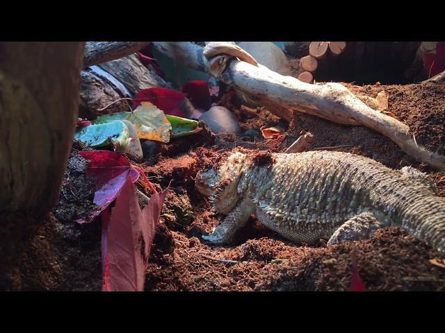 bearded dragon digs a burrow