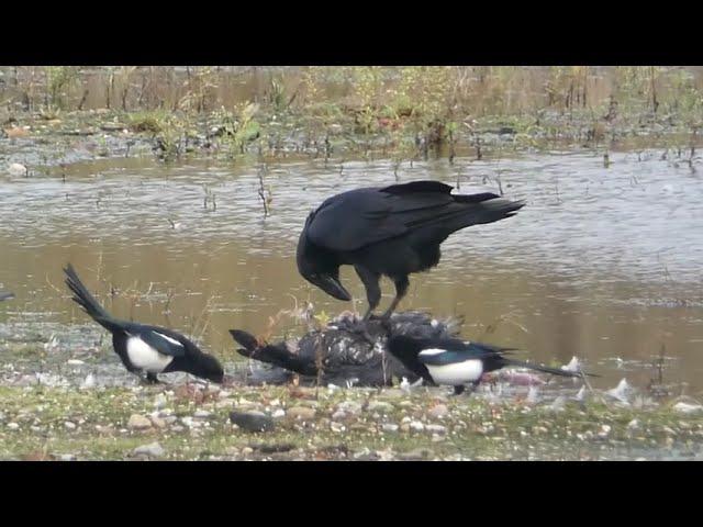 Raven Feeding On Cormorant