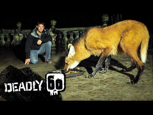 Steve Meets the Strange and Endangered Maned Wolf | Deadly 60 | BBC Earth Kids