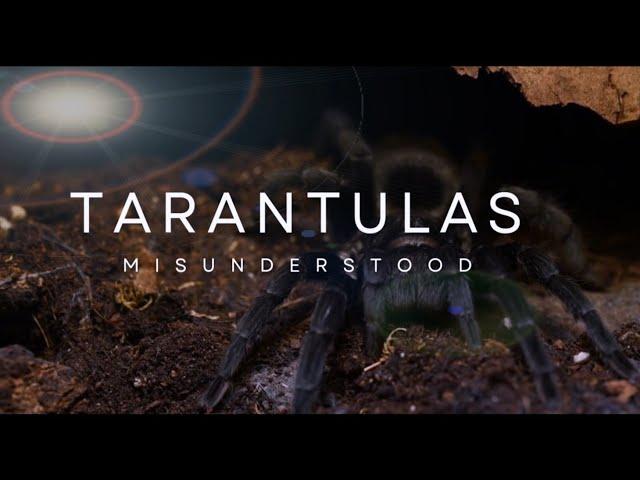 TARANTULAS MISUNDERSTOOD - tarantula documentary