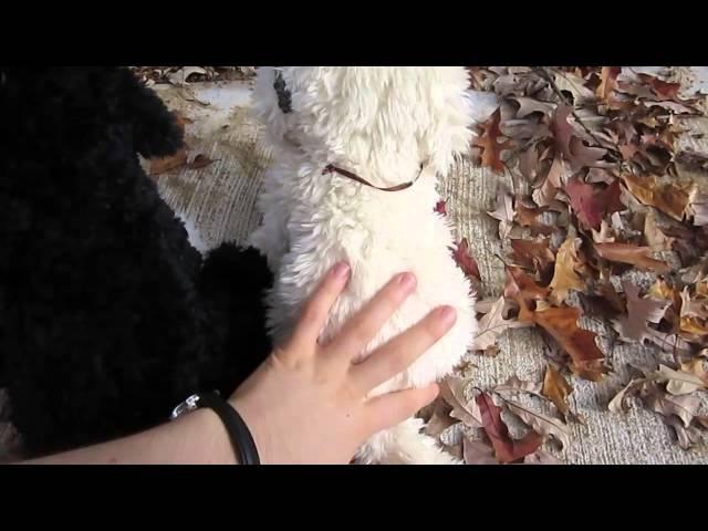 Comparing the Signature Portuguese Water Dog and Signature Labradoodle