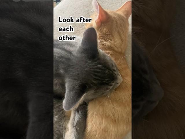 Kitten on a Croft - Look after each other. #Cute Cats and Kittens #shorts #Kitty #love cats#care