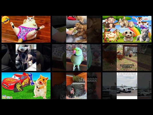 What's Trending in Pets & Animals on Tuesday, May 30th, 2023