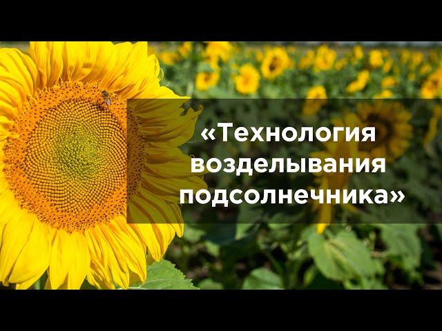 Технология возделывания подсолнечника