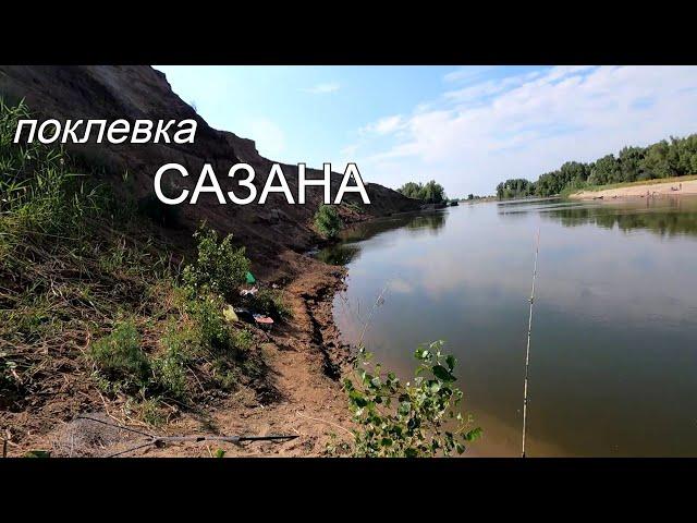 поклевка САЗАНА.Рыбалка на донку.