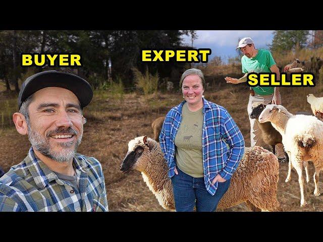 Sheep Expert Gives Us A Consultation for Our Homestead