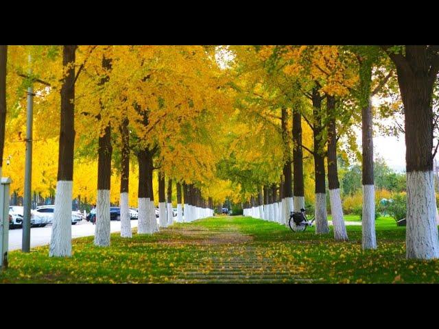 Capturing Autumn at Tsinghua