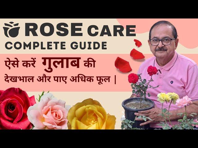 Rose Plant Care Complete Guide | Save Rose Plant I Gulab ki care I गुलाब की देखभाल |