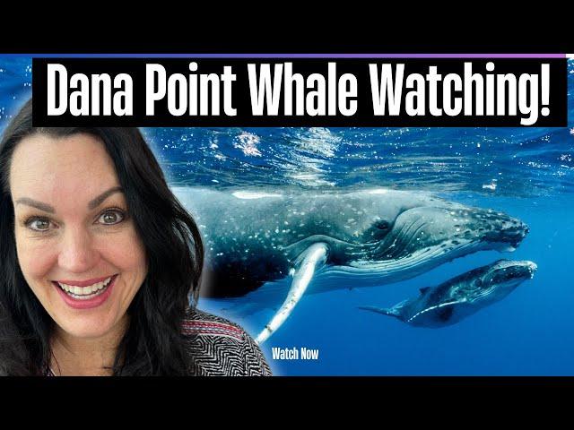 Whale Watching in Dana Point, CA!