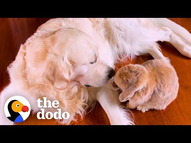 Golden Retriever Picks Apples For His Bunny BFF | The Dodo