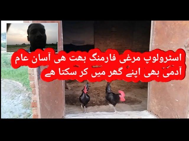 Astrolorp farming in pakistan|| Astrolop farming||hen farmng|prail alert