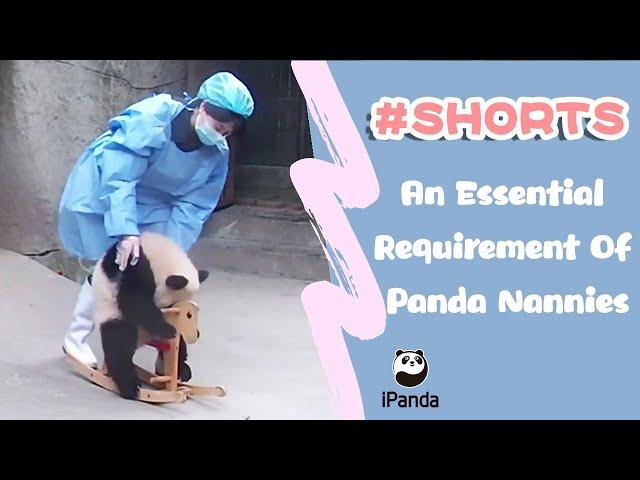 An Essential Requirement Of Panda Nannies | iPanda #shorts