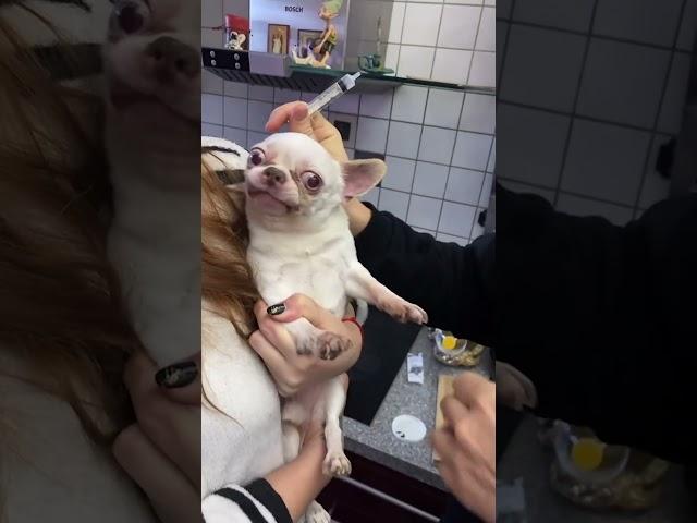 Vet Struggles To Give Little Dog Injection