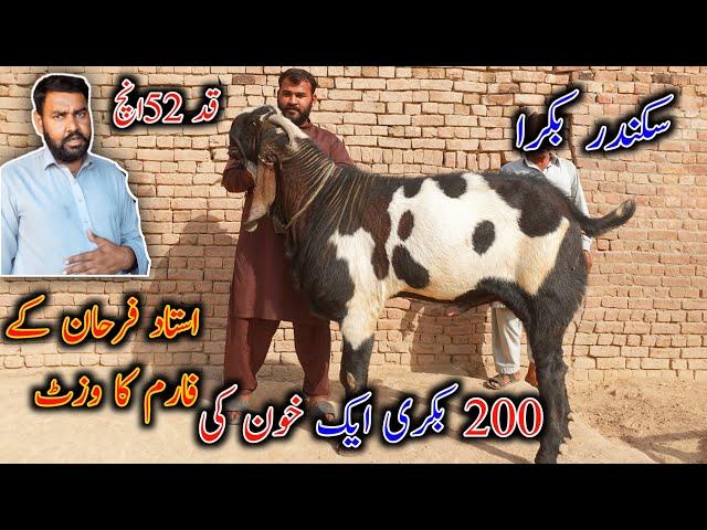 GOAT LIFE LINE FARM | Farm Breeder Sikandar Bakara | Ustad Farhan Gujjar