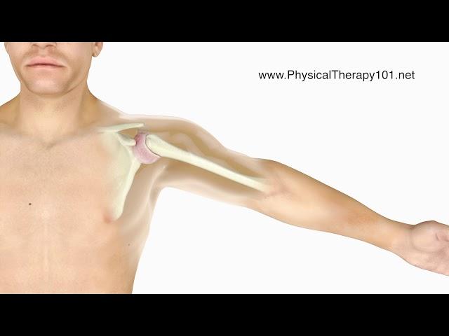 What is a Frozen Shoulder (Animation)