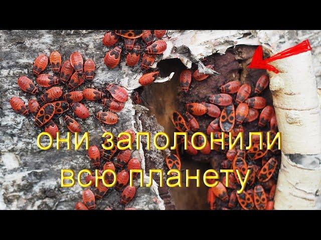 Они были киборги, они заполонили всю планету