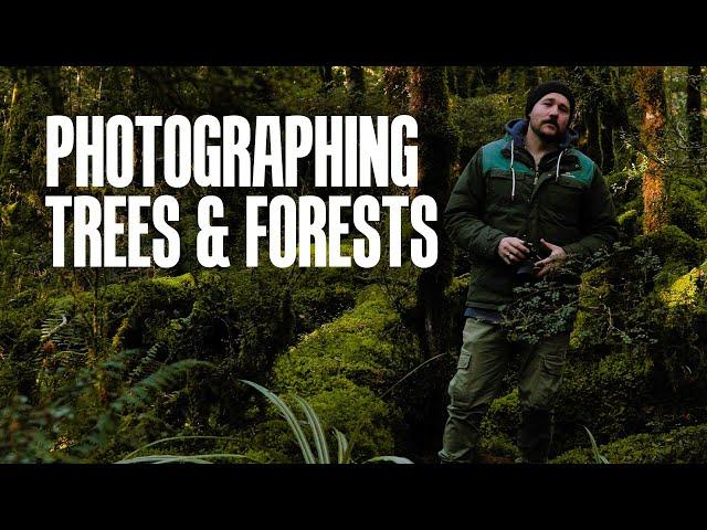 Tree & Forest landscape photography tutorial